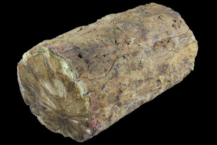 Triassic Woodworthia Petrified Log - Zimbabwe #85918